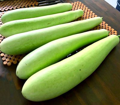 Bottle Gourd