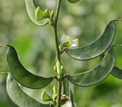 Broad Beans