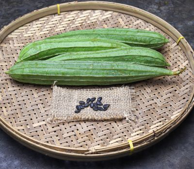 Ridge Gourd