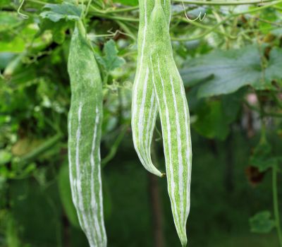 Snake Gourd