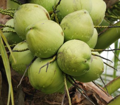 Tender Coconut