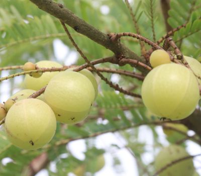 Amla