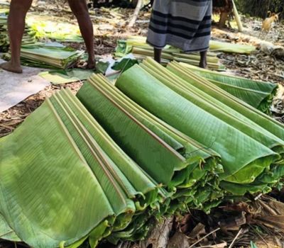 Banana Leaf _ Banana Leaves (2)