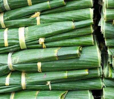 Banana Leaf _ Banana Leaves (3)