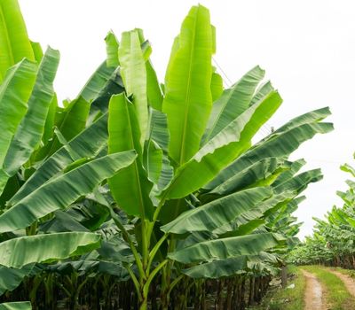 Banana Leaf _ Banana Leaves