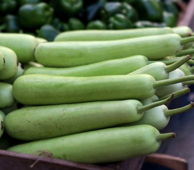 Bottle Gourd (2)