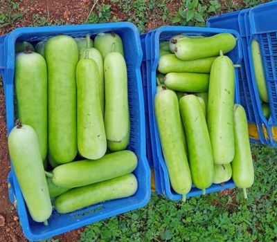 Bottle Gourd