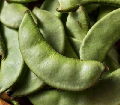 Broad Beans