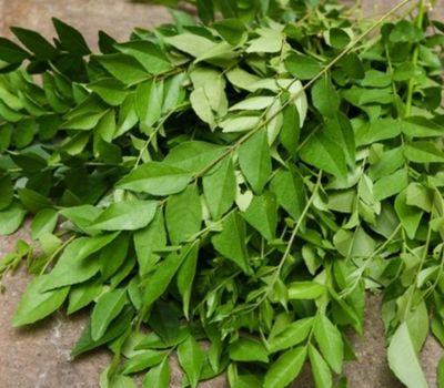 Curry Leaves