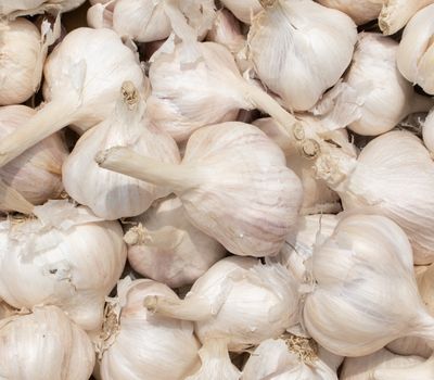 Garlic