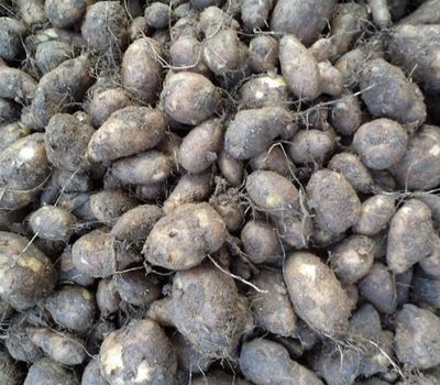 Koorka (Chinese Potato)