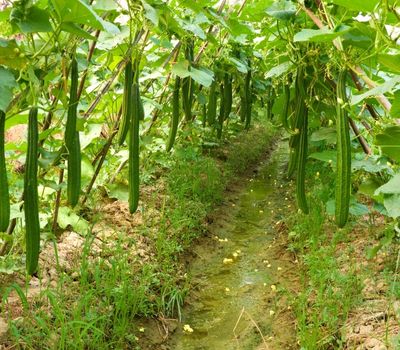 Ridge Gourd (2)